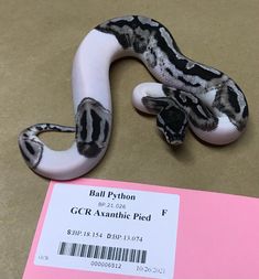 a close up of a snake on a table next to a pink paper with a tag