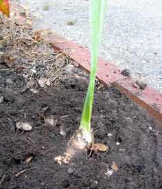 a small green plant growing out of the ground in dirt and mulch next to a sidewalk