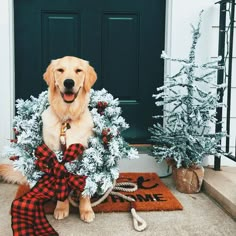 a dog is sitting on the front porch with a wreath