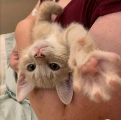 a person holding a small kitten in their arms with one paw on the other side