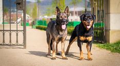 two black and brown dogs standing next to each other on a sidewalk in front of a gate