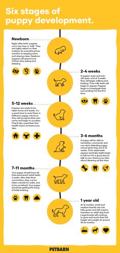 the six stages of puppy development infographicly displayed on a yellow background with black and white text