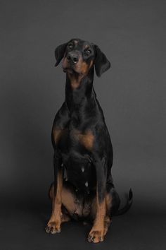 a black and brown dog is sitting down