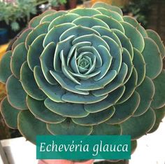 a close up of a plant with the words echeveria glauca