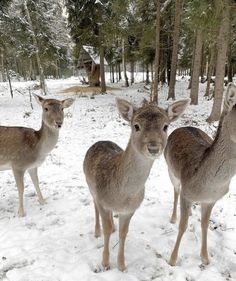 three deer standing next to each other in the snow