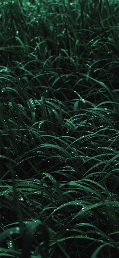 the grass is covered with water droplets in this dark green photo taken on a rainy day