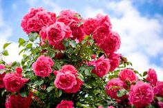 pink roses are blooming on the bush in front of a blue sky with clouds