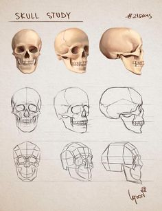 several different types of skulls are shown in this drawing lesson for beginners to learn how to draw them