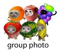 a group of cats in fruit costumes with the words group photo written below them on a white background