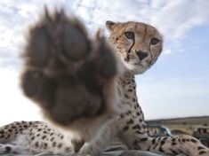 a close up of a cheetah's paw with cars in the background