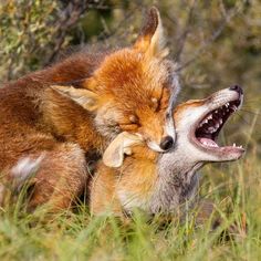 two foxes cuddling in the grass with their mouths open and one is yawning