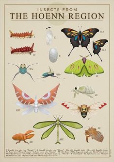 insects from the hoenn region are shown in this vintage poster, which is part of an exhibit