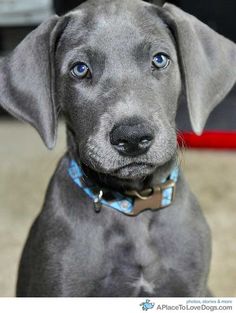 a gray dog with blue eyes looking at the camera