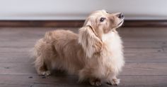 a small brown dog standing on top of a hard wood floor