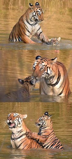 two tigers playing in the water with each other and another one laying on it's back