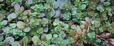 green plants growing on the ground with brown leaves