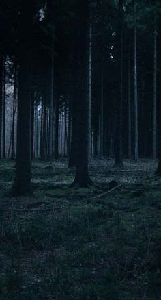 a dark forest filled with lots of tall trees