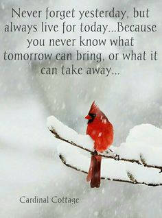 a cardinal sitting on top of a tree branch in the snow with a quote from cardinal cottage