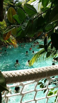 people swimming in a pool surrounded by trees