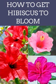 four different flowers with the words how to get hibiscus to bloom on them