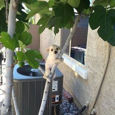 a small white dog sitting on top of a tree next to an air conditioner