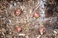 some fruit that are on the ground near dirt and grass with small holes in it