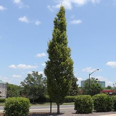 a tall tree sitting in the middle of a parking lot