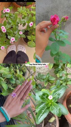 a person holding a pink flower in their hand and two pictures of flowers with words on them