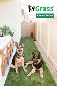 two german shepherd dogs sitting on artificial grass in front of a fenced back yard