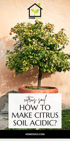 an orange tree in a pot with the words how to make citrus soil acidic?