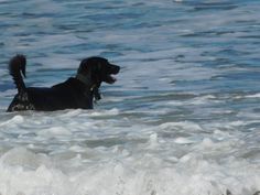 a black dog standing in the ocean water