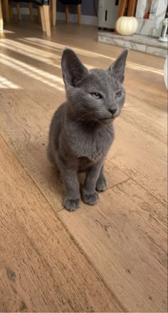 a gray cat sitting on top of a wooden floor