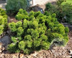 a small green plant in the middle of some dirt and plants on the ground next to a house