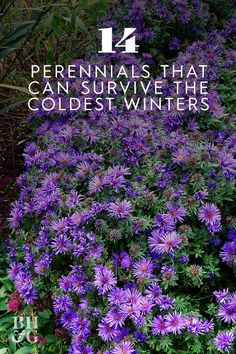 purple flowers with the words perennials that can survive the coldest winter's