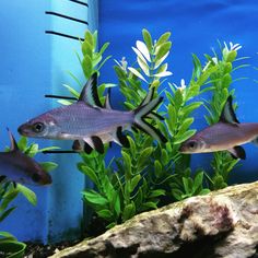 two fish swimming in an aquarium with plants and rocks around them, next to a blue wall