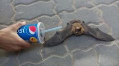 a person holding a can with a bat on the ground next to it's mouth