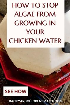 an image of how to stop algae from growing in your chicken water container with text overlay reading how to stop algae from growing in your chicken water