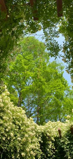 trees and bushes with white flowers in the foreground, looking up into the sky