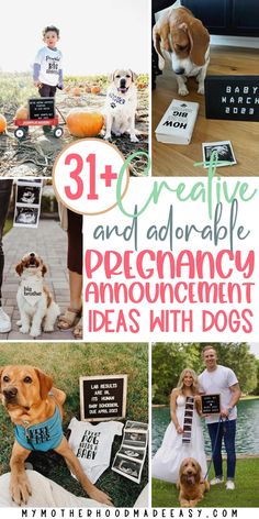 collage of photos with dogs and people at an outdoor wedding, text reads 31 creative and adorable pregnancy announcement ideas with dogs