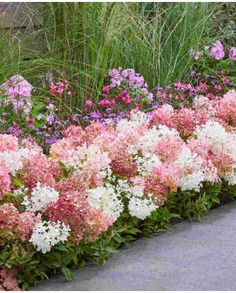 pink and white flowers line the edge of a garden