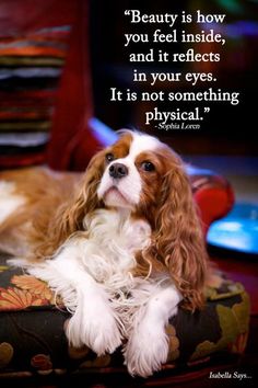 a brown and white dog sitting on top of a chair next to a quote about beauty