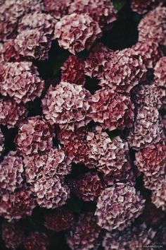 a bunch of pink flowers that are on display