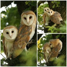 three pictures of two owls sitting on top of a tree branch, one with its eyes closed and the other with its head down