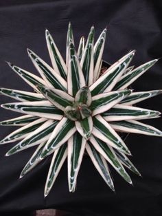 a green and white plant on a black background