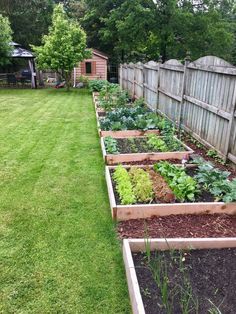 a row of raised garden beds filled with green plants and vegetables next to a wooden fence