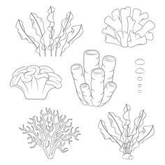 four different types of corals and seaweed in black and white ink on paper