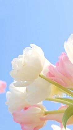 pink and white tulips against a blue sky