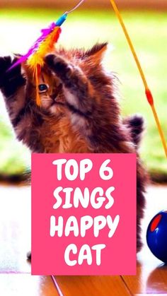 Top 6 Sings Happy Cat