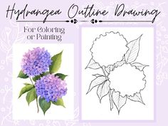 an image of hydrangea outline drawing for coloring or painting with the words hypopoea outline drawings