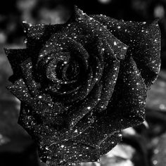 a black and white photo of a rose that is covered in sequins with water droplets